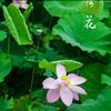 古法大师头像