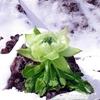 雪莲花❤️头像