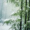 六月飞雪头像
