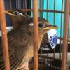 王俊凯养鸟头像
