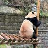 包子传奇测评头像