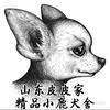 A皮皮精品小鹿犬舍头像