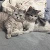 猫口三咪社头像