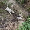 顶级猎狗🐍头像