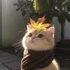 梨涡远点头像