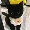 猫meme音乐版头像
