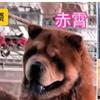 容县超哥红毛白面赤霄五黑松狮犬坦克犬舍头像