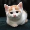 猫王头像