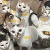 Cindy莫婷儿-爱养猫咪养12只头像