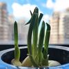 油爆枇杷拌着面头像