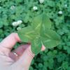 ✨🍀玲儿🍀✨头像