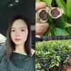 莲香阁（邓妹）农香缘奇楠沉香苗木批发头像