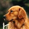 金毛寻回犬 毛毛头像