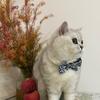 猫年年小朋友头像