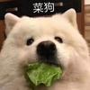 CuteBlastSamo头像