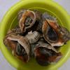 赶海小菜鸡头像