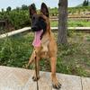 马犬千金头像