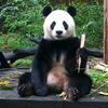 爱吃芒果的猫头像