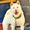 一休田园犬头像