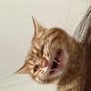 凯心小猫头像
