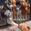 风摇曳99头像