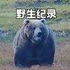 野生纪录头像