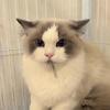 小峰布偶猫切片执行官头像