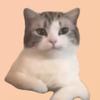 猫猫meme记头像