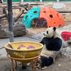 看见熊猫（环游中国所有熊猫馆）头像