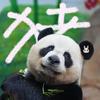 🥕兔兔的帅帅🐼头像
