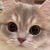 芝士小猫头像