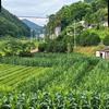 农忙小虎头像
