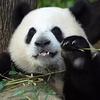 熊猫融冰头像