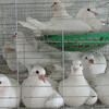 豫东鸽业头像