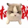 Dong D（猫meme剧场）头像