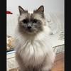 猫伴朝夕（涨粉中）头像