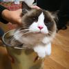 大张养猫日记头像