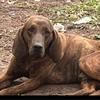 广安市非凡犬业头像