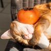 卡迪那（猫meme版）头像