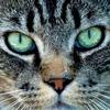 猫大佬头像