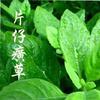 漳州片仔廣草苗木基地头像