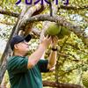 先果利头像