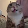李若智的猫meme头像
