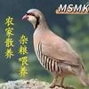 云南昭通镇雄石鸡产地直发批发零售头像