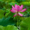 芳芳头像