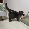大猫头像