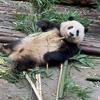 熊猫猫宝叽🐼头像