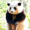 人在江湖身随心动头像
