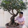 张家桂花盆景头像