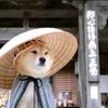 掌眼（收投稿）头像